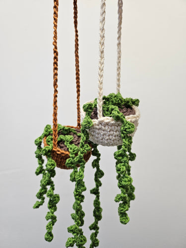 Hanging Pearl Plant